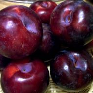 Саджанець Cлива Анжеліно Диплоїдна